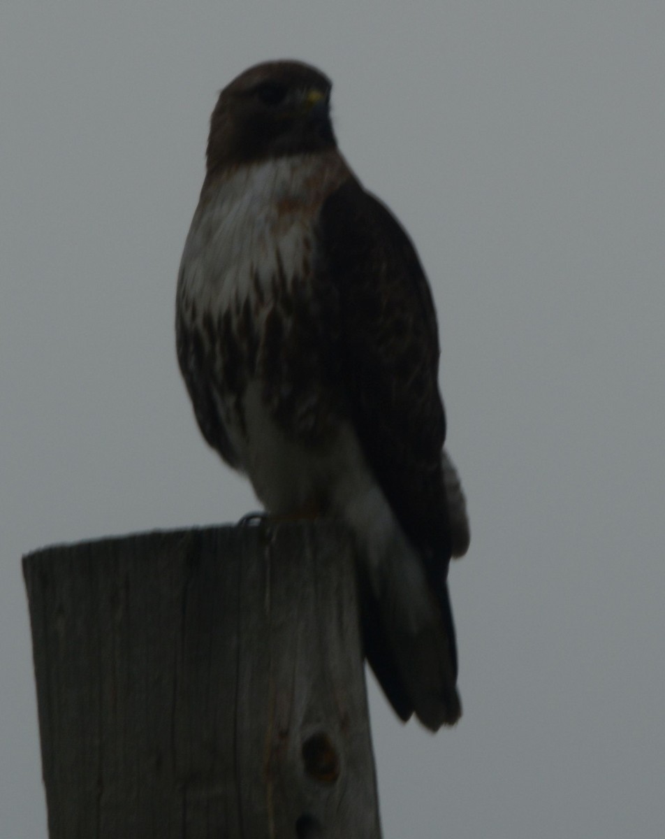 Red-tailed Hawk (abieticola) - ML241336901