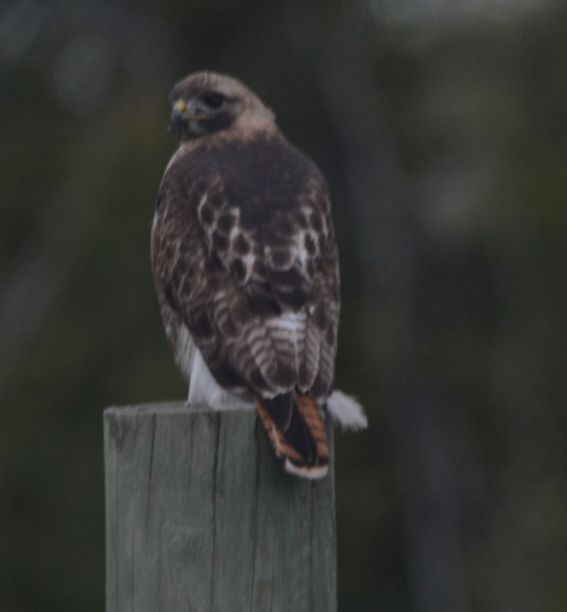 Red-tailed Hawk (abieticola) - ML241336911