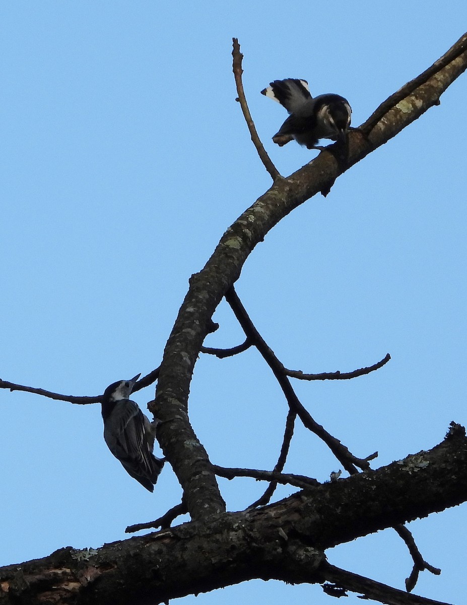 White-breasted Nuthatch - ML241337291