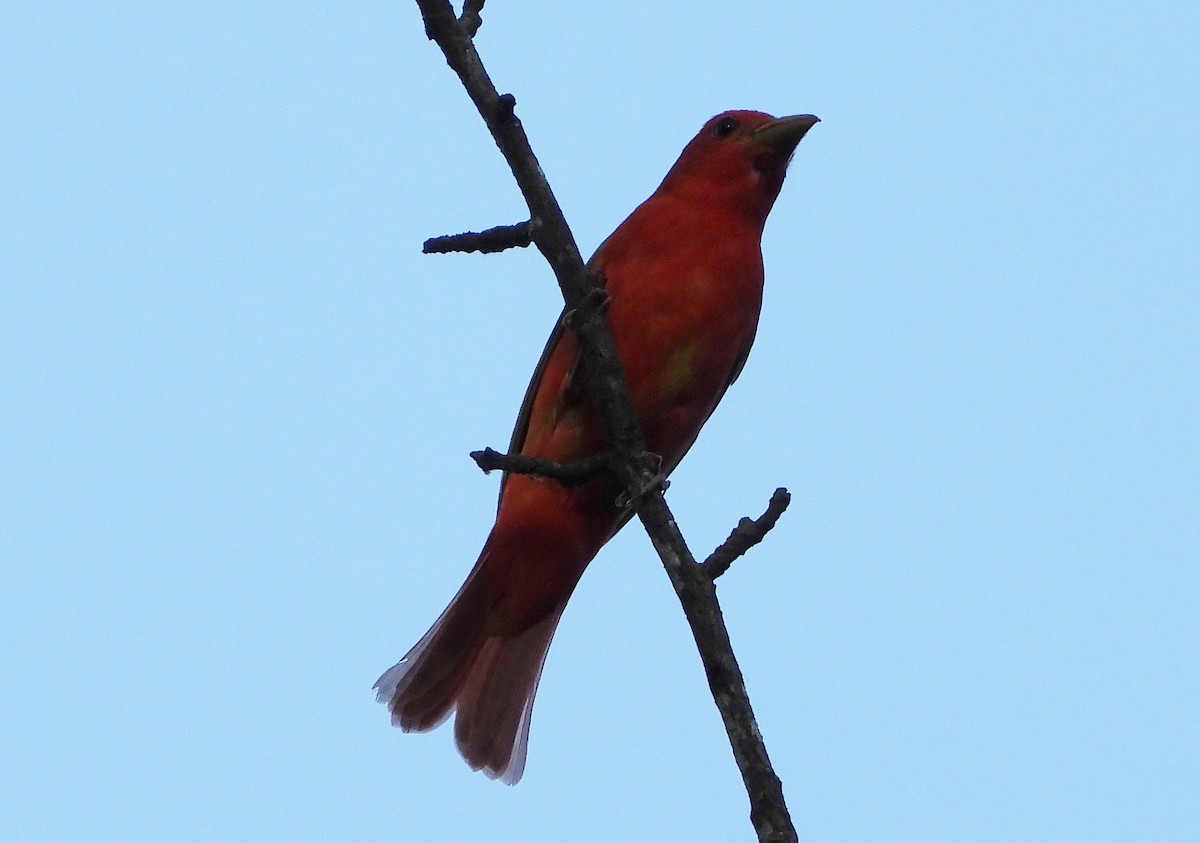 Summer Tanager - ML241337431