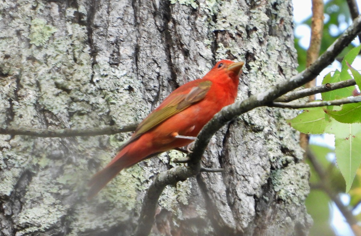 Summer Tanager - ML241337441
