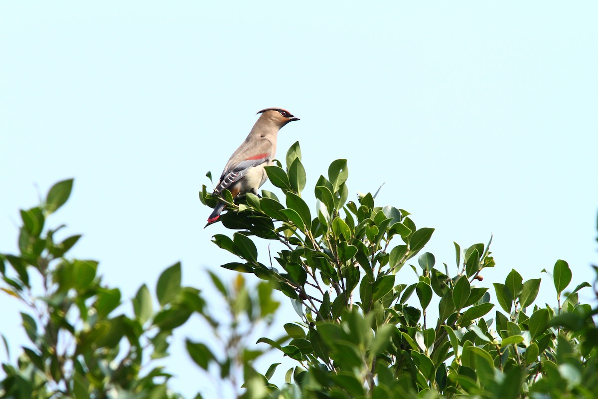 Japanese Waxwing - ML241338691