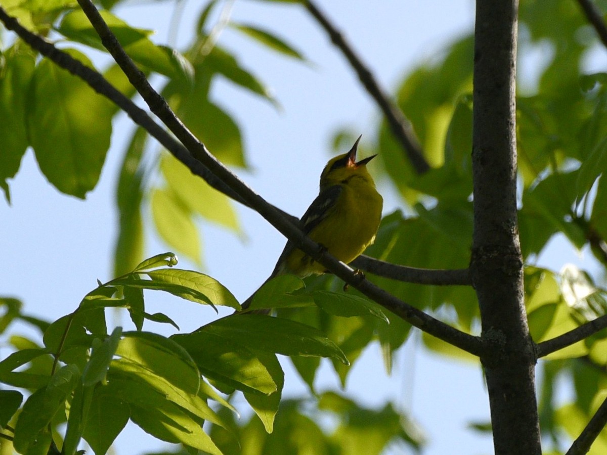 Blue-winged Warbler - Wendy Hill