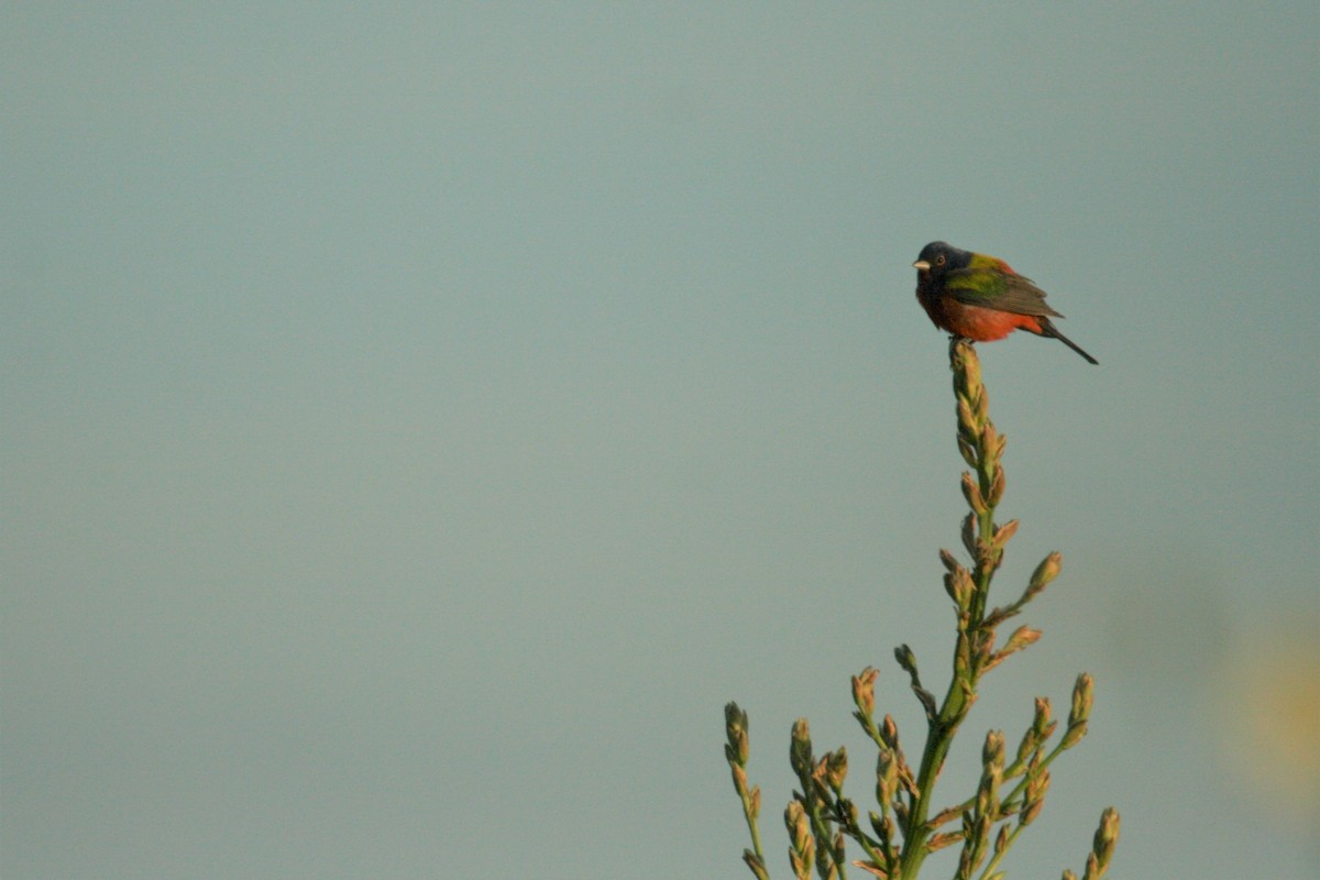 Painted Bunting - ML241340701