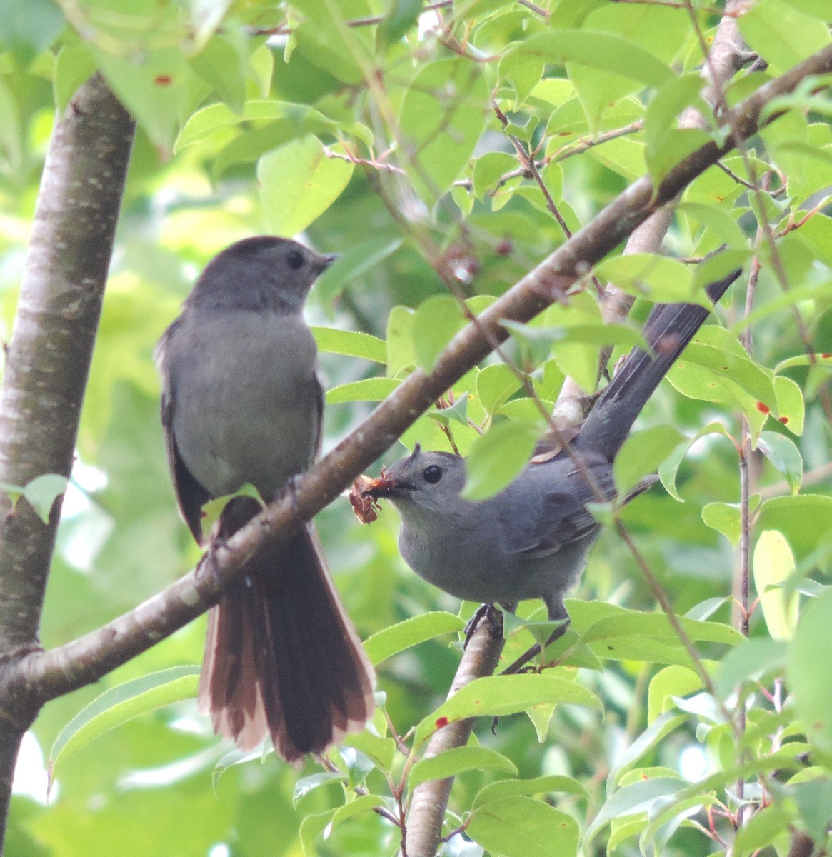 Gray Catbird - ML241340951