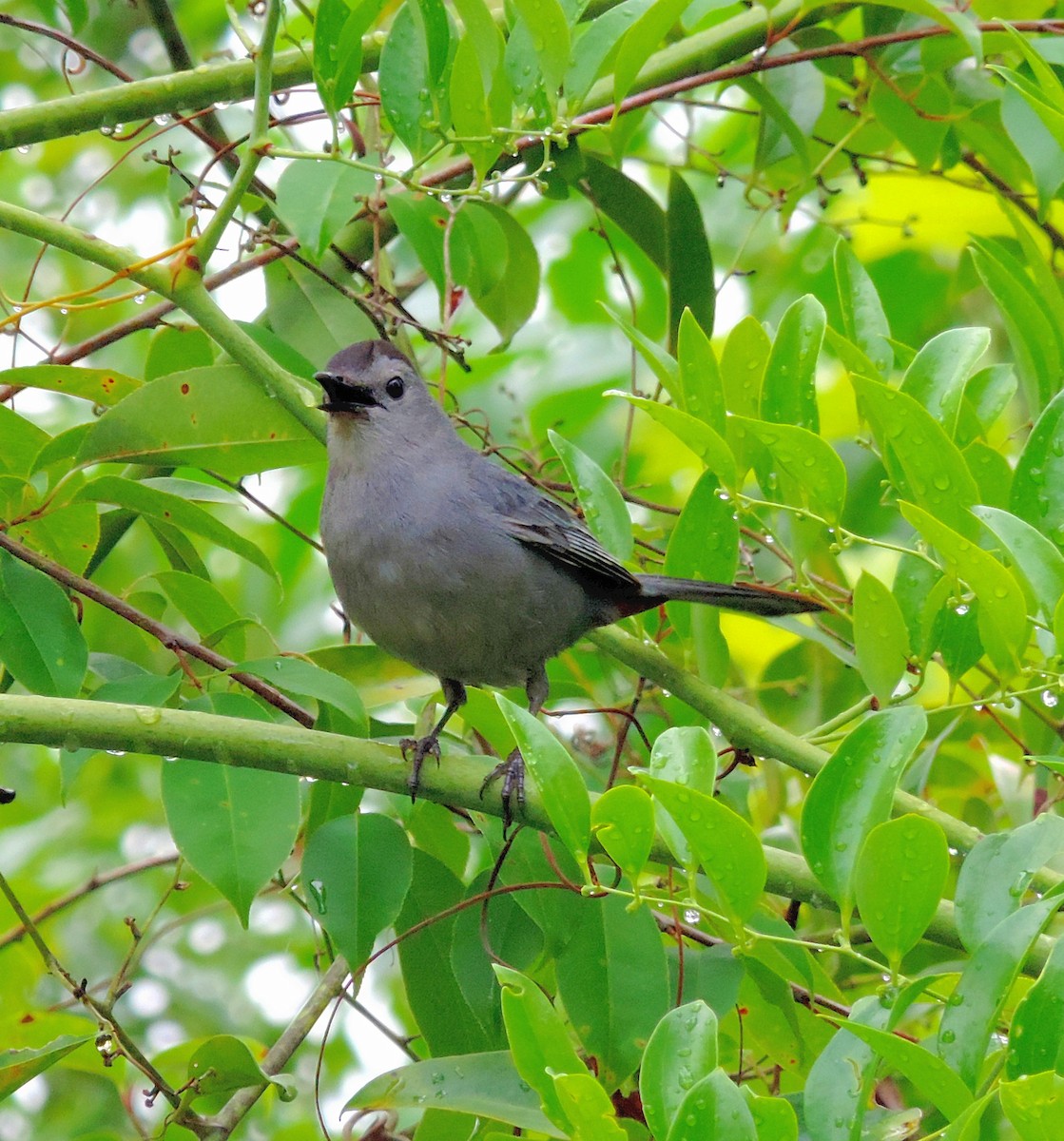 Gray Catbird - ML241341031