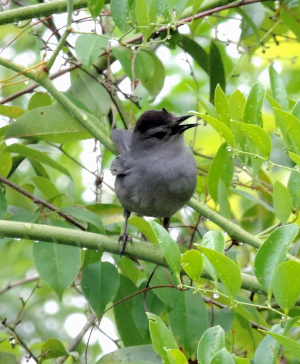 Gray Catbird - ML241341081
