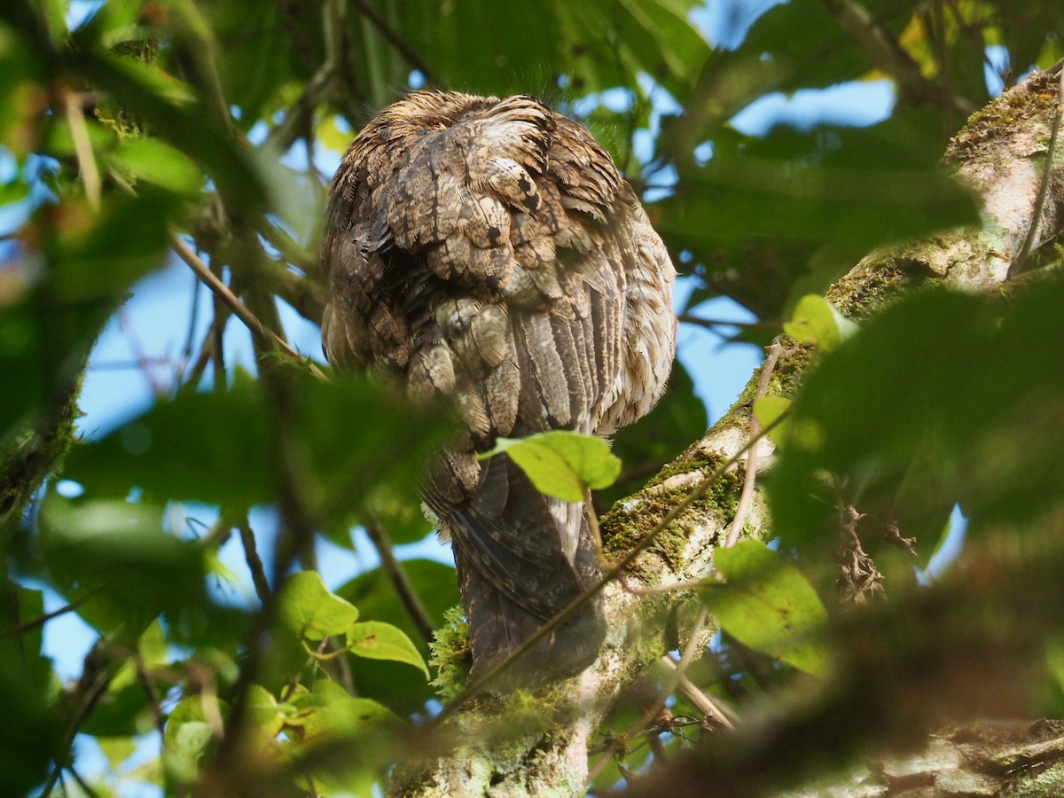 Common Potoo - ML241341121