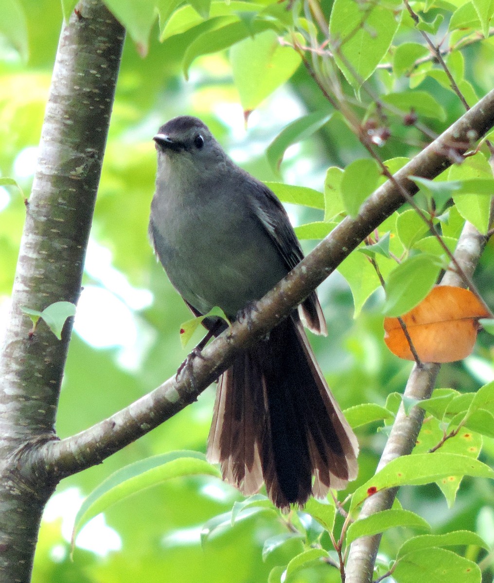 Gray Catbird - ML241341191