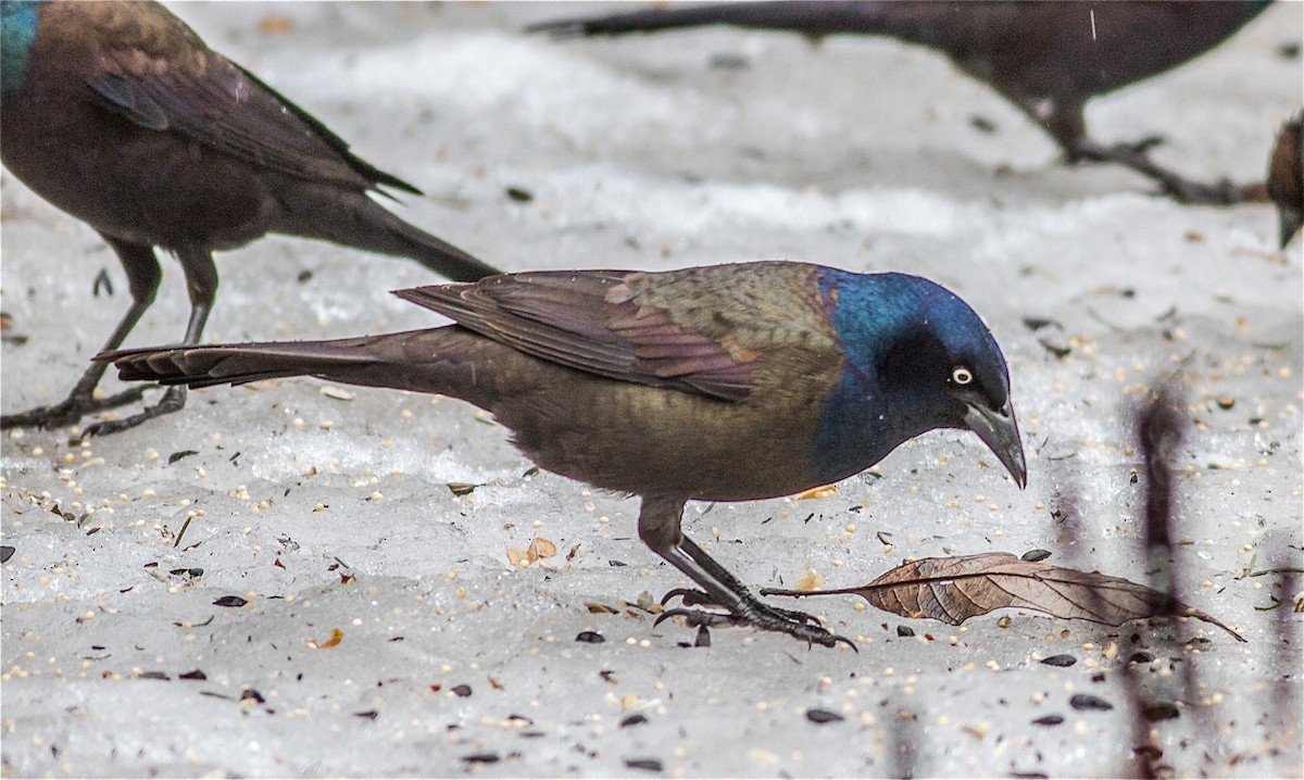 Common Grackle - Nick Pulcinella