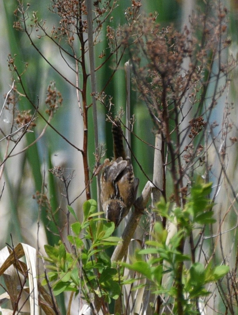 Marsh Wren - Wendy Hill