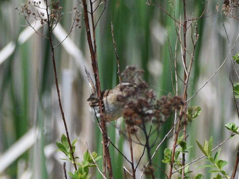 Marsh Wren - ML241343441