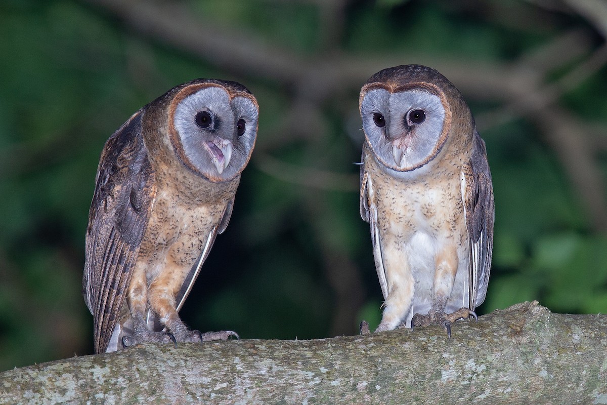 Ashy-faced Owl - Robert Tizard