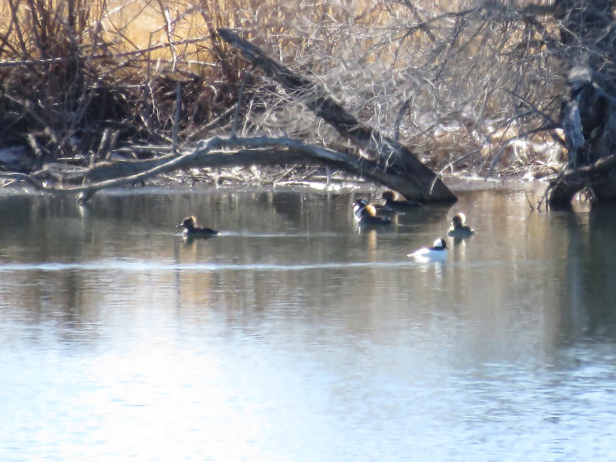 Hooded Merganser - ML24134541