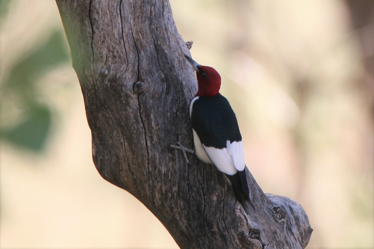 Red-headed Woodpecker - ML241345771