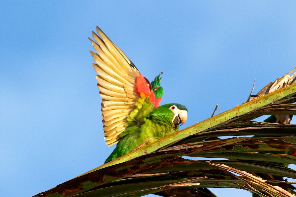 Red-shouldered Macaw - ML241347781