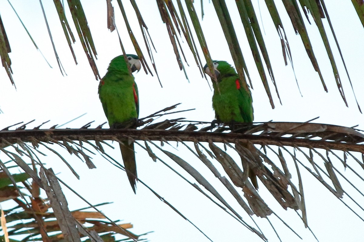 Red-shouldered Macaw - ML241347801