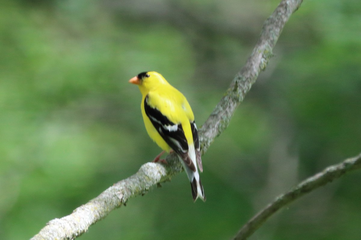 American Goldfinch - David Fang