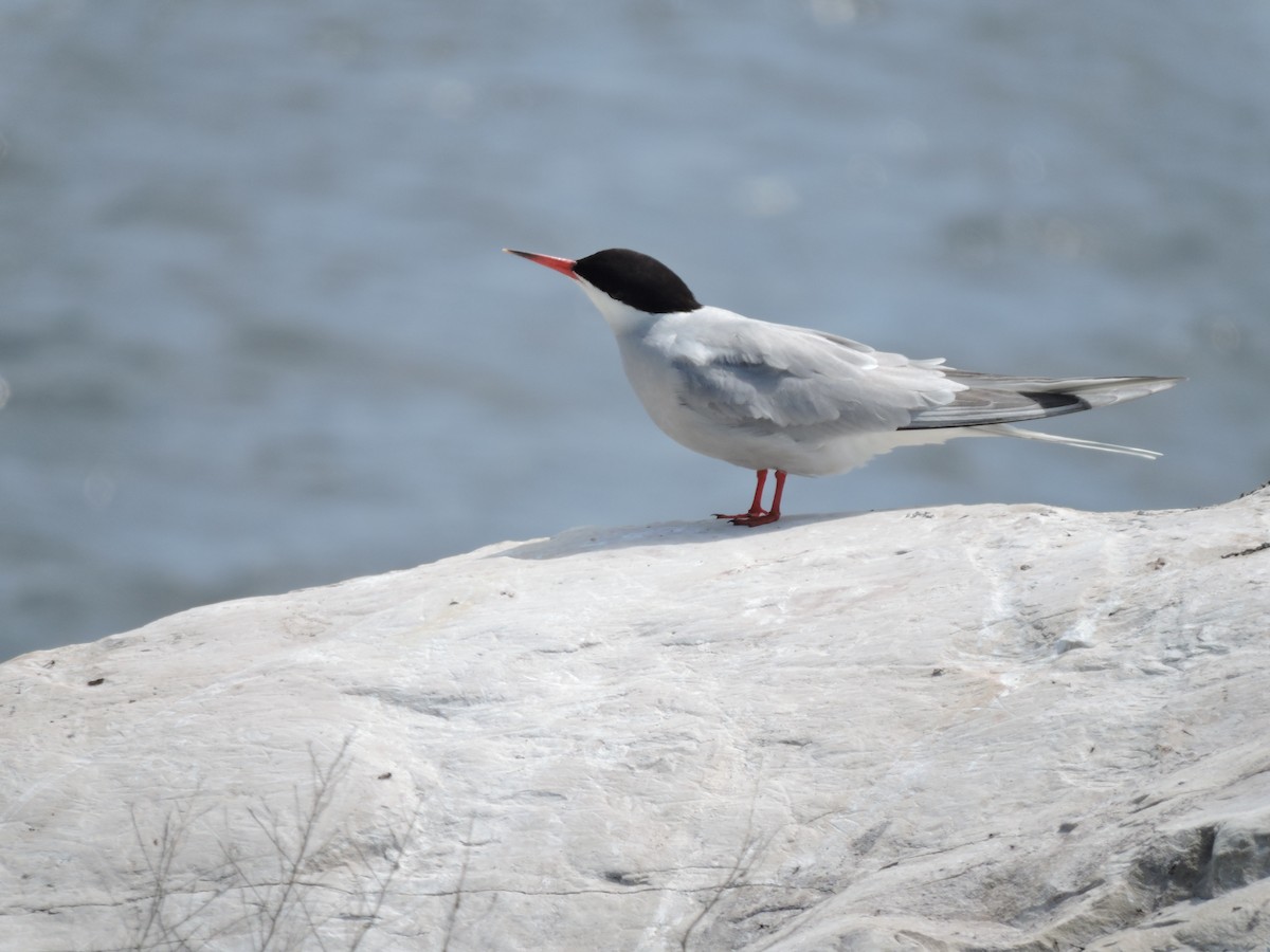 Common Tern - ML241351351