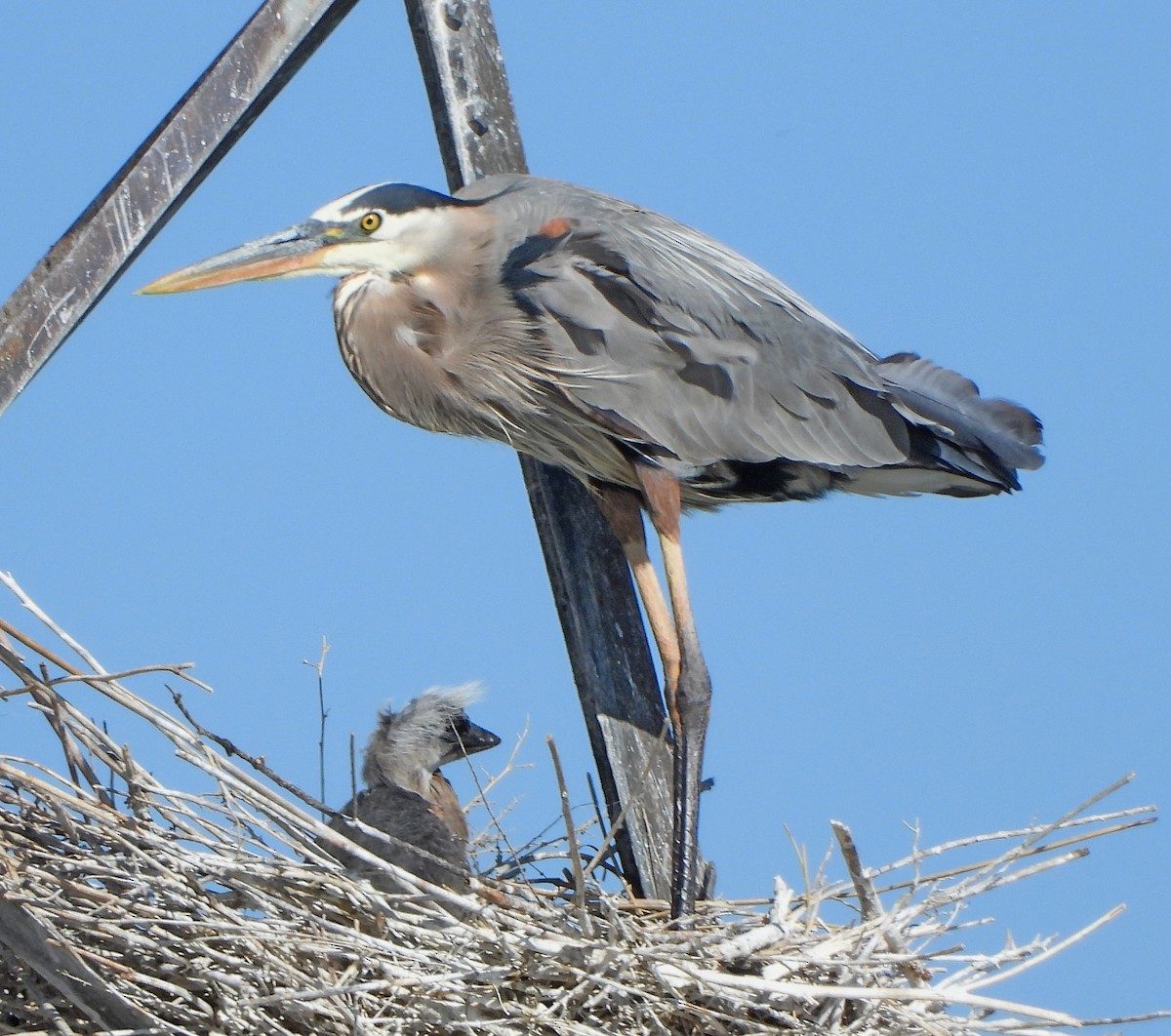 Great Blue Heron (Great Blue) - Lauri Taylor