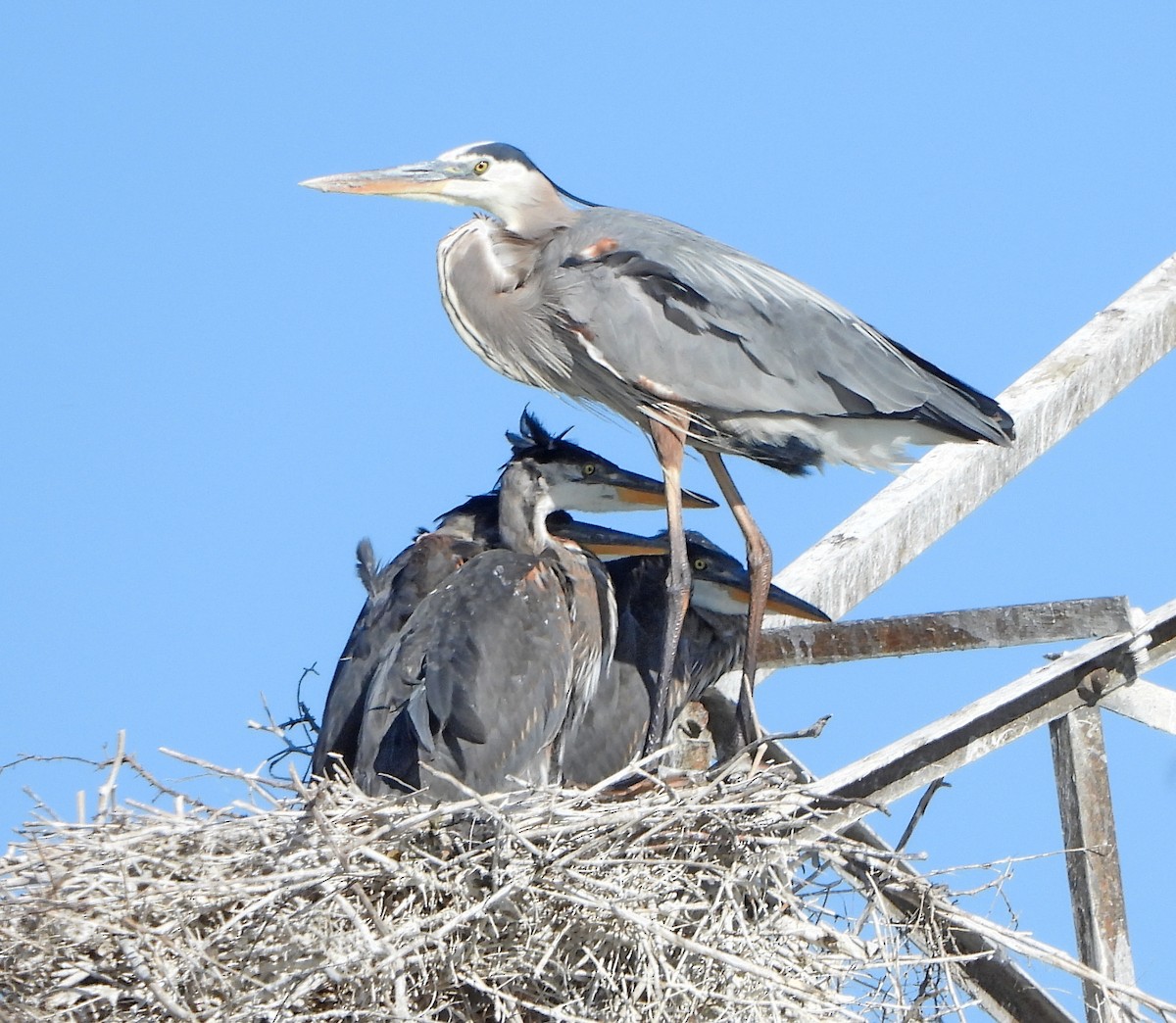 Great Blue Heron (Great Blue) - Lauri Taylor