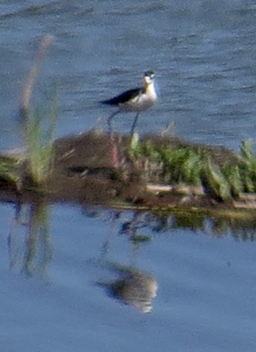 Black-necked Stilt - ML241352731
