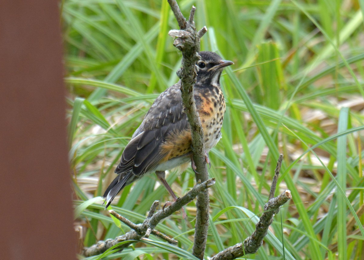 American Robin - ML241355201