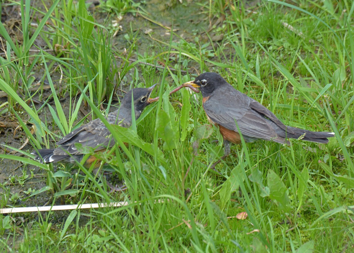 American Robin - ML241355231