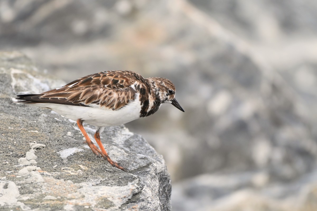 Ruddy Turnstone - ML241356061