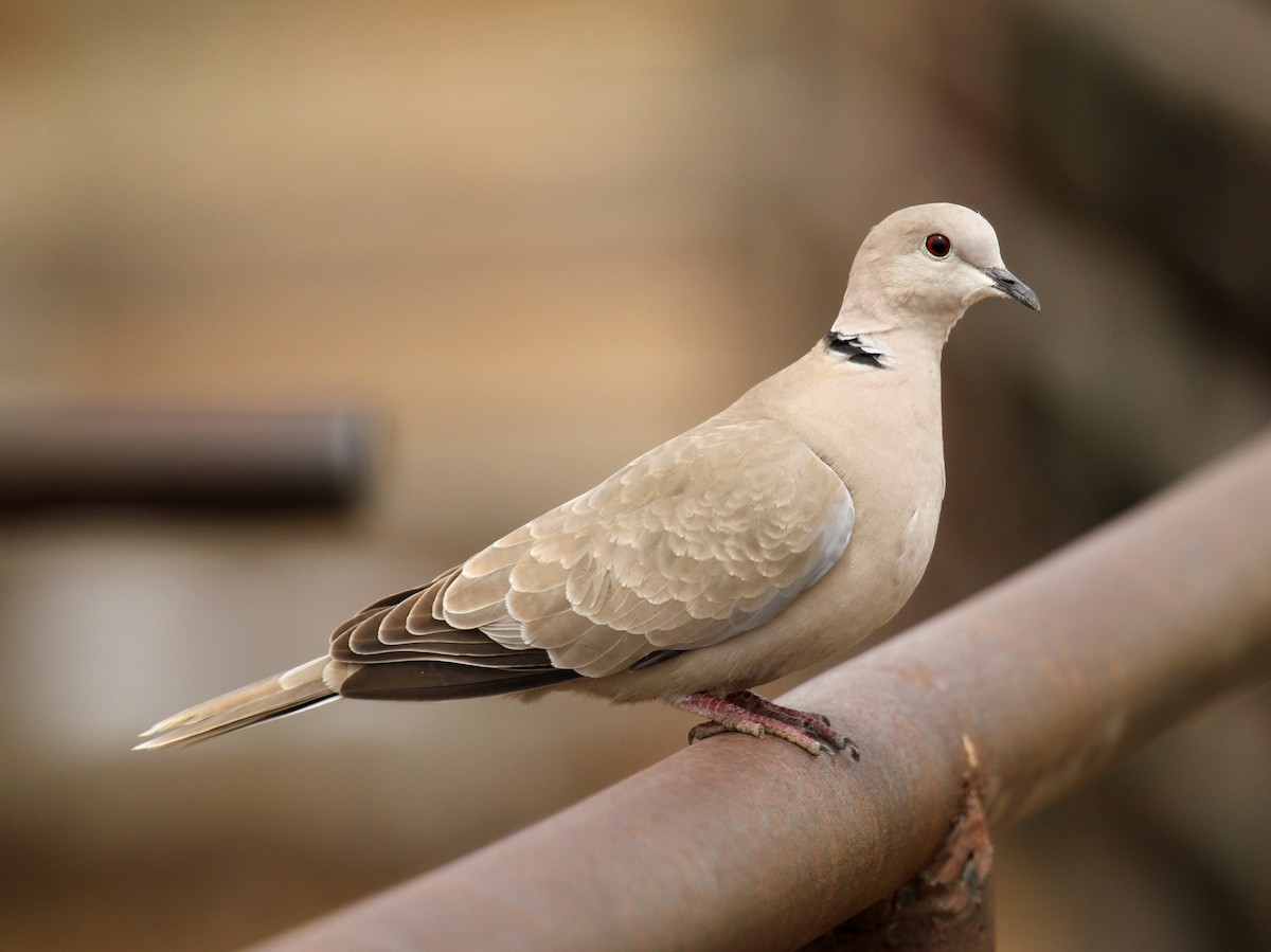 Eurasian Collared-Dove - Cathy Sheeter