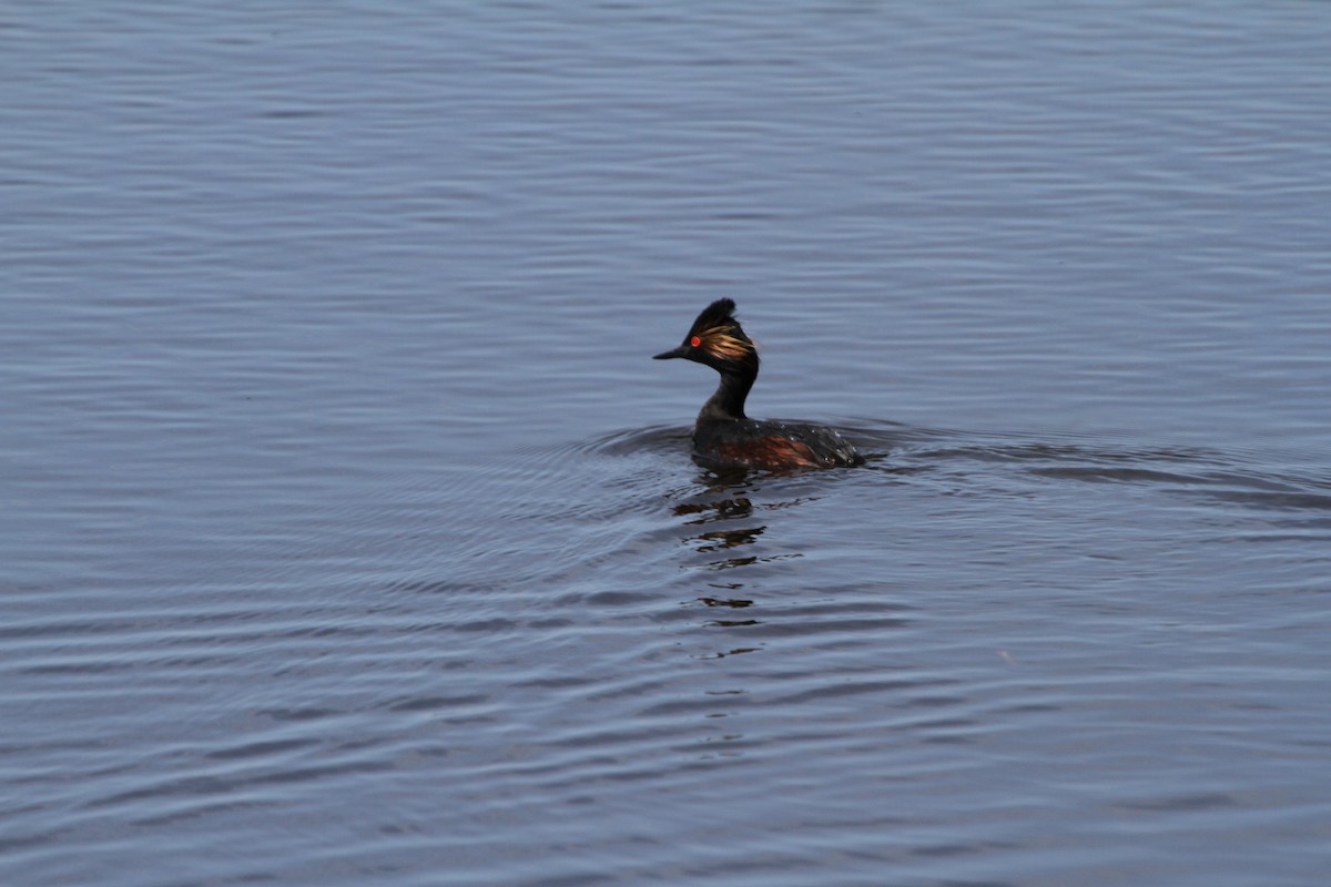 Eared Grebe - Rich Miller