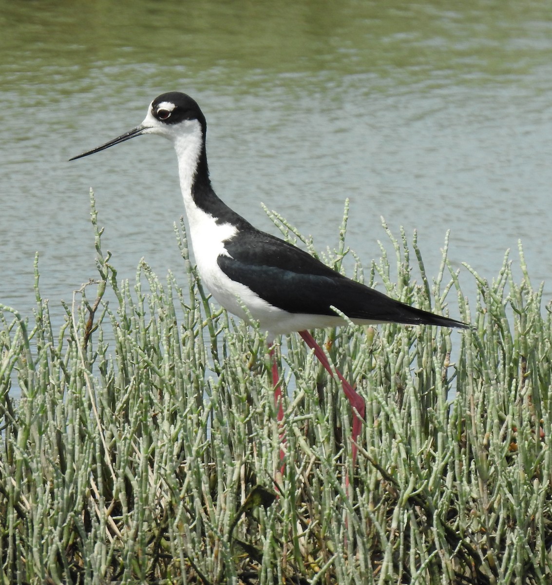 Schwarznacken-Stelzenläufer - ML241357901