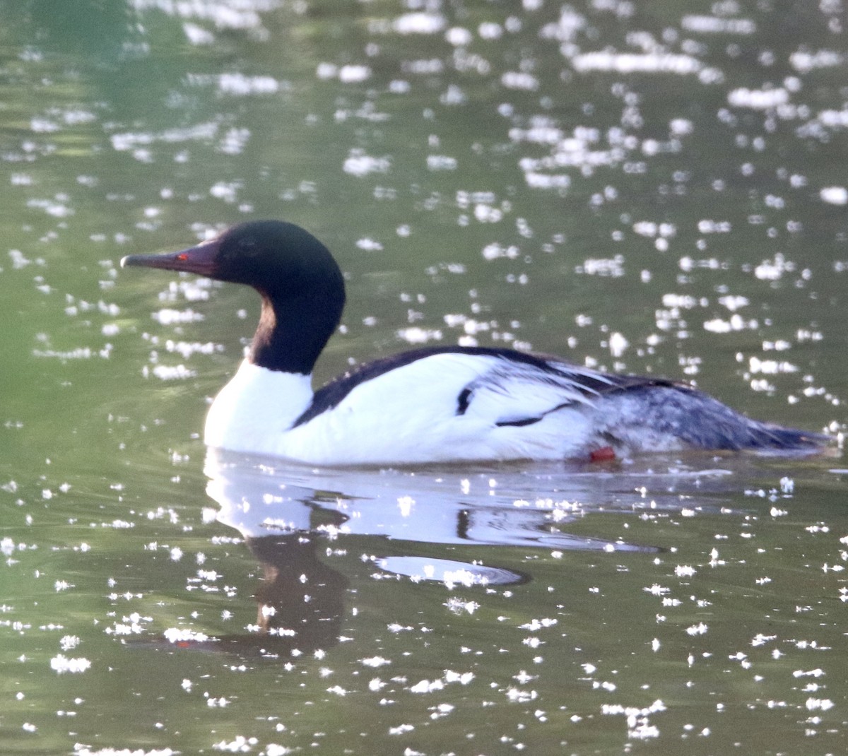 Common Merganser - ML241359811