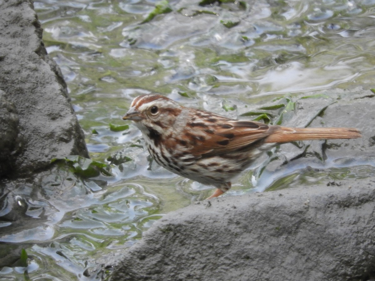 Song Sparrow - ML241360461