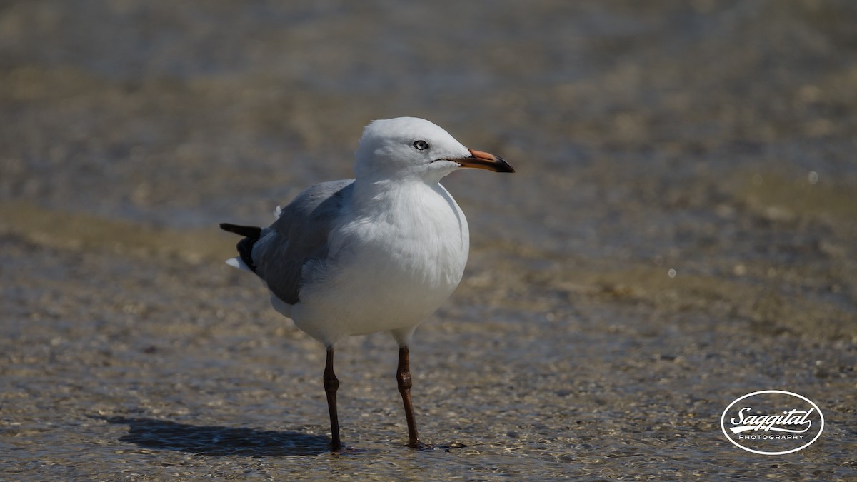 Gaviota Plateada (australiana) - ML24136061