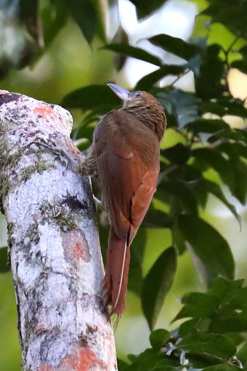 Northern Barred-Woodcreeper - ML241360981