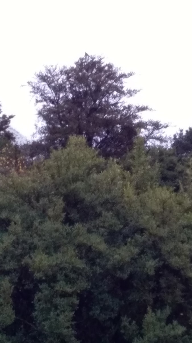 New Zealand Falcon - ML241361051