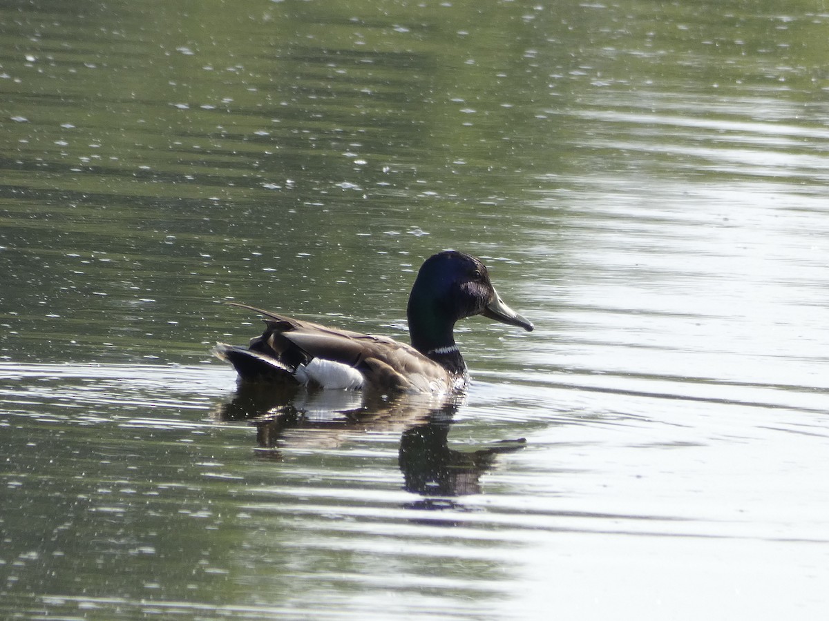 Canard colvert - ML241362861