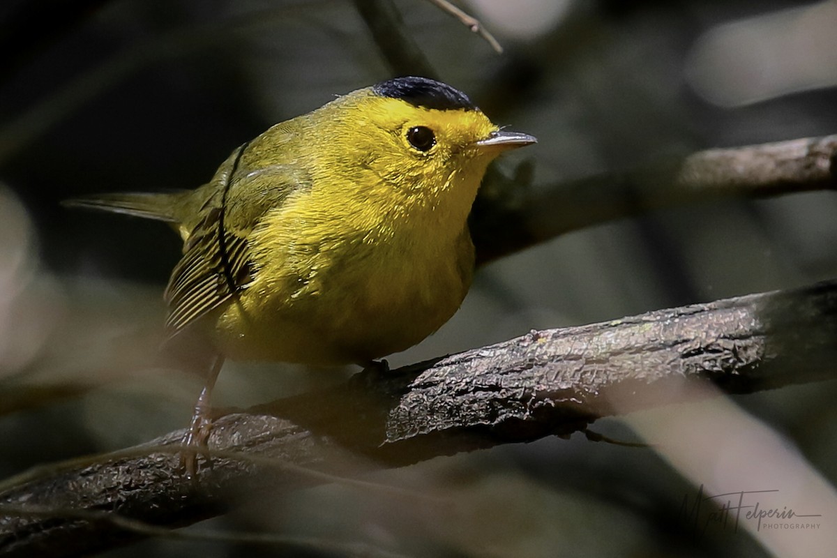 Wilson's Warbler - ML241363891