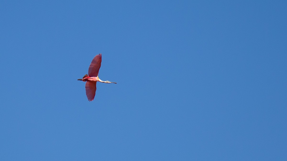 Roseate Spoonbill - Robert Tizard