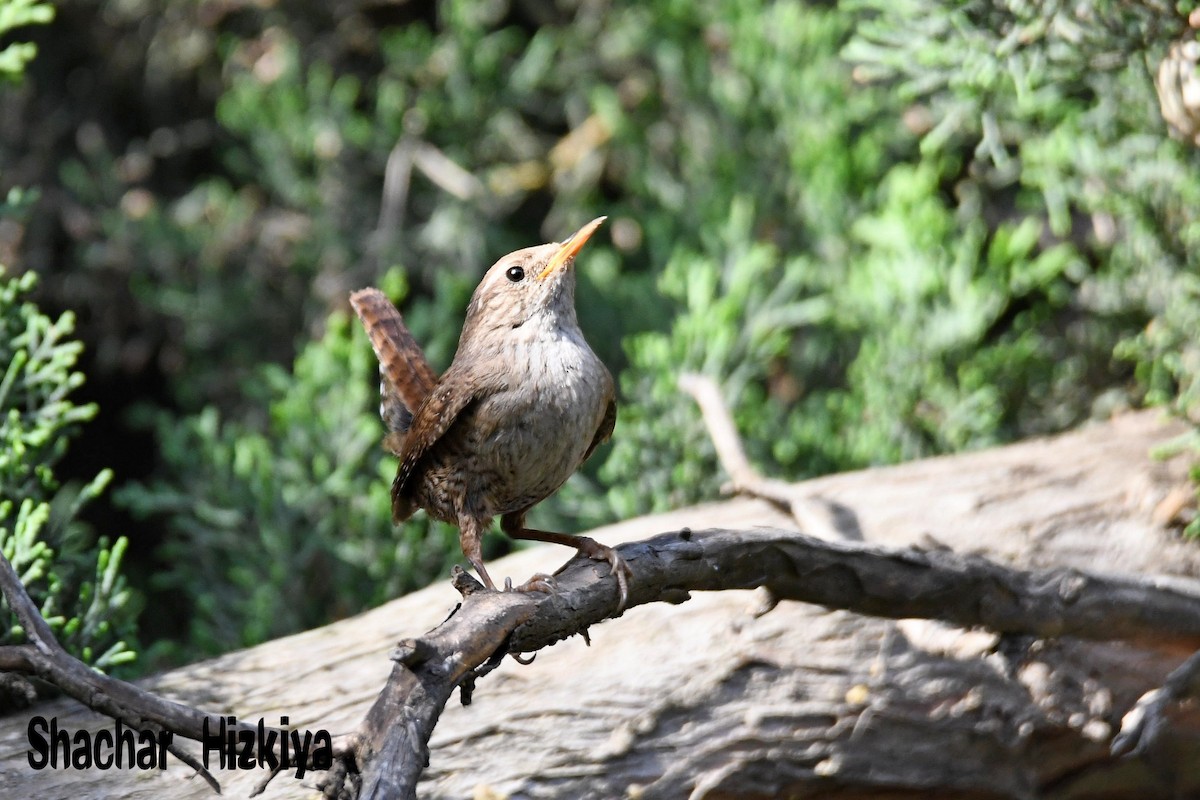 Eurasian Wren - ML241366281