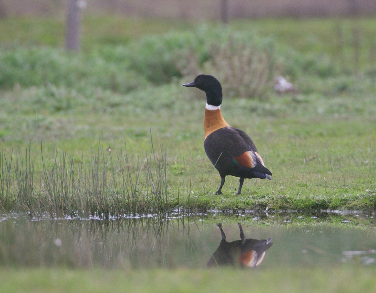 Australian Shelduck - ML241366631