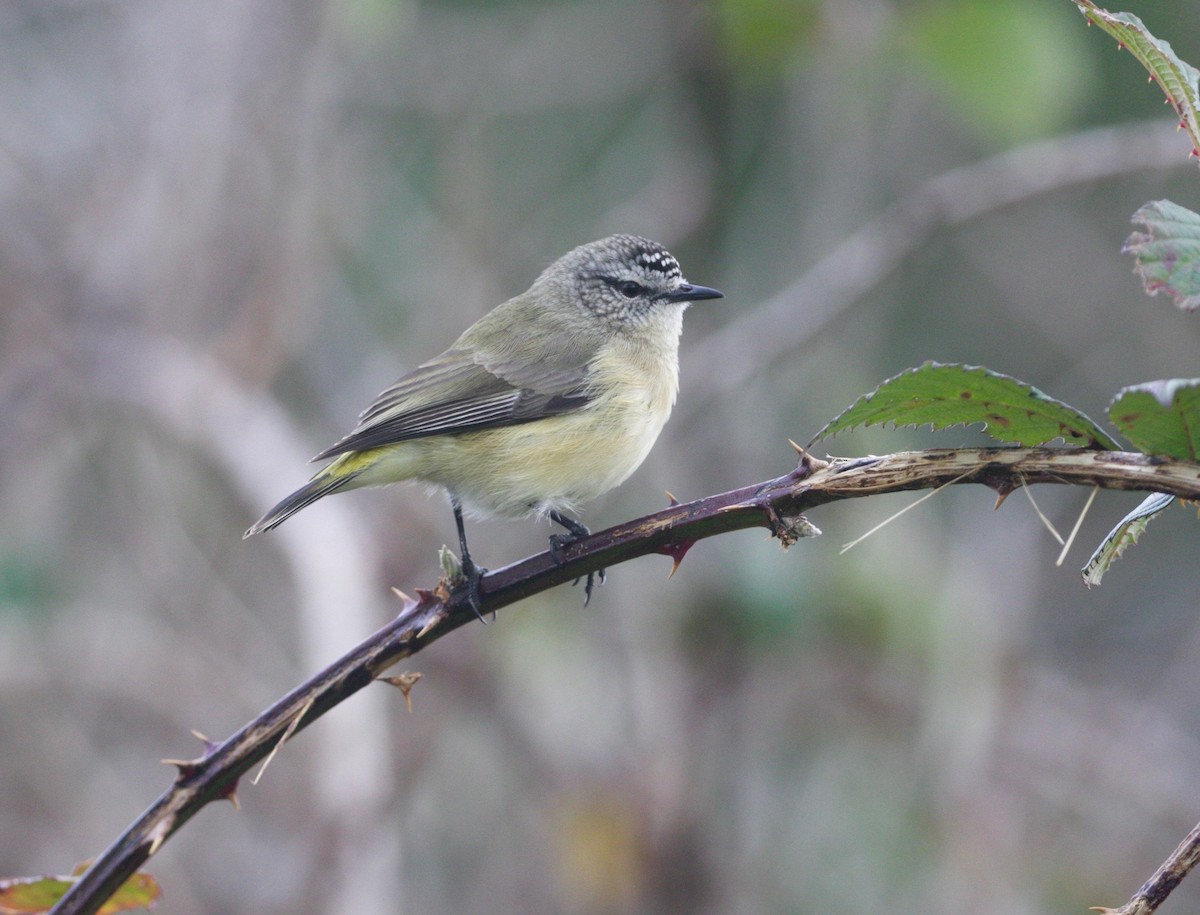 Yellow-rumped Thornbill - ML241366691