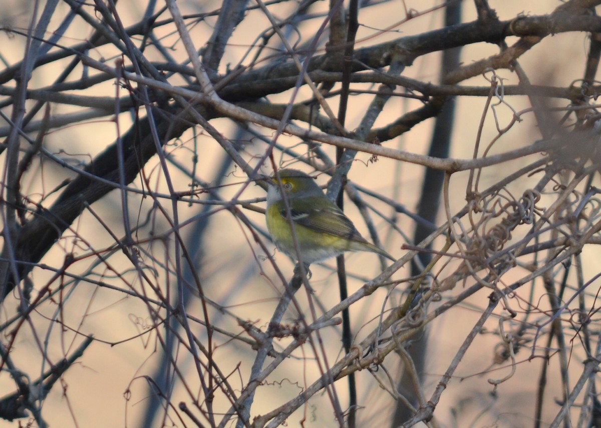 Ak Gözlü Vireo - ML24136691