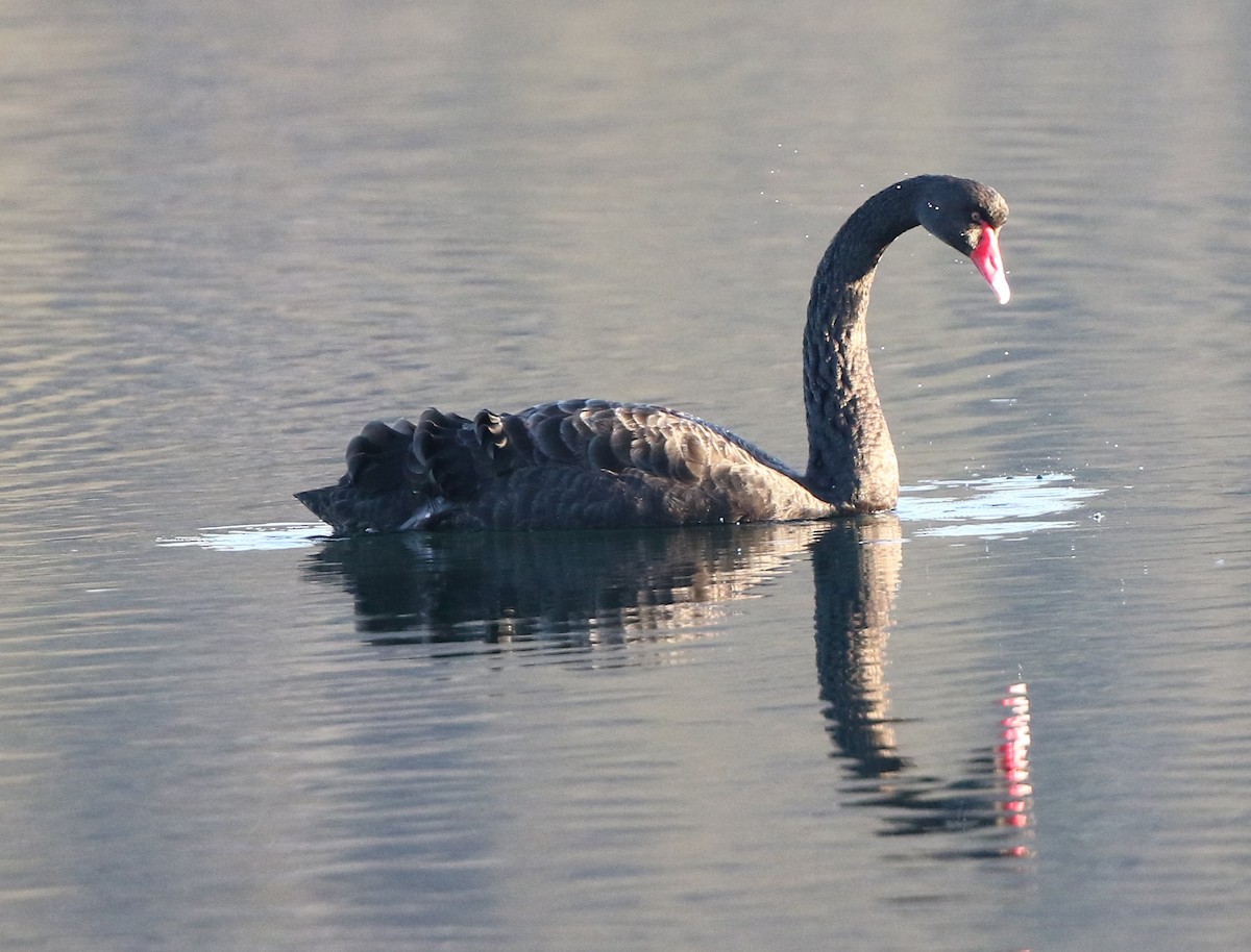 Black Swan - ML241369971