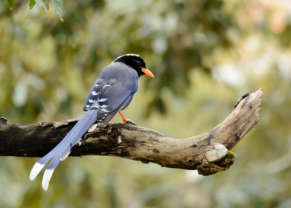 Red-billed Blue-Magpie - Ramesh Desai