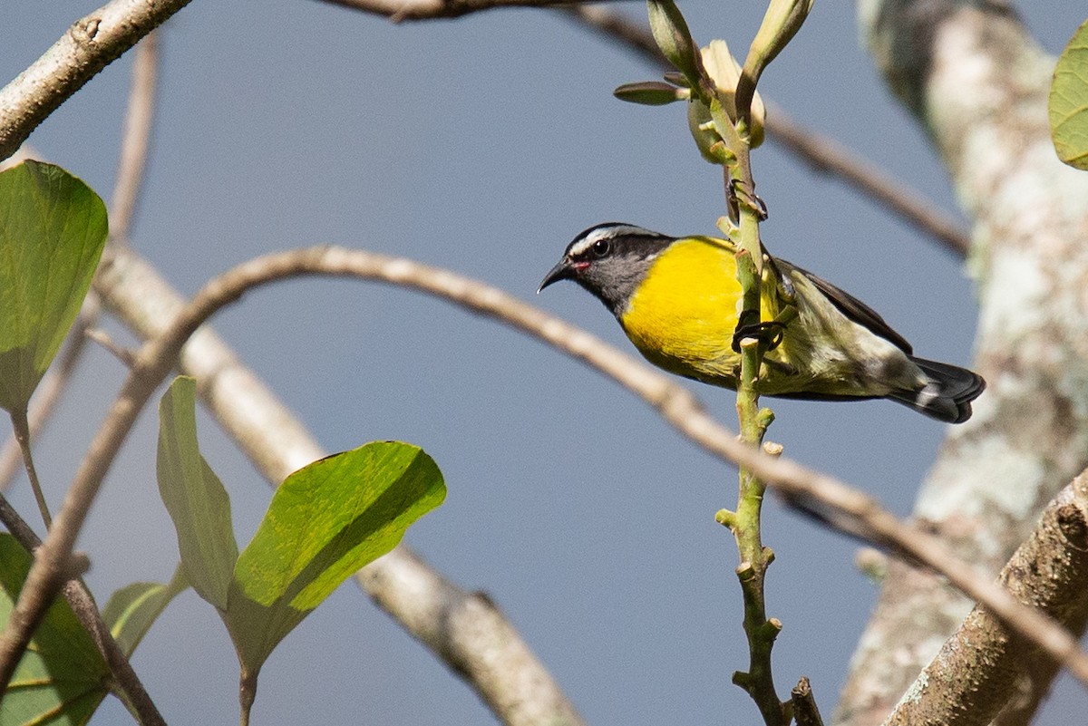 Bananaquit - ML241370671