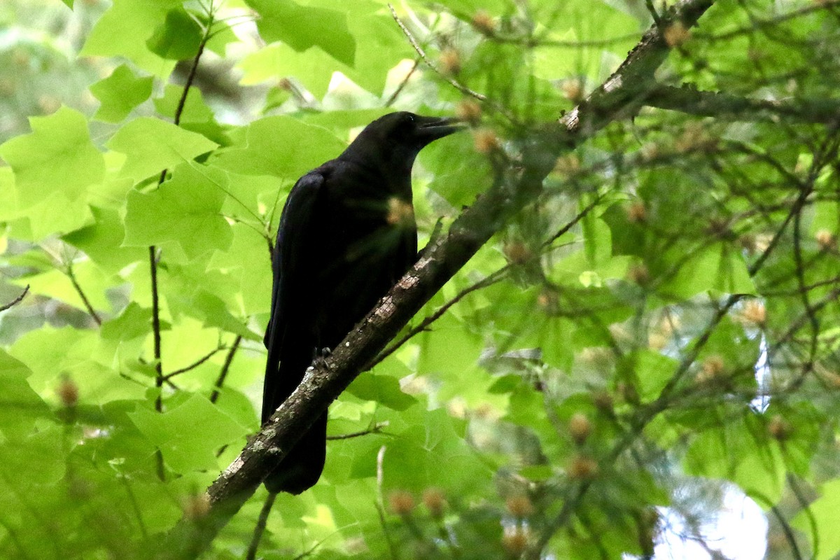 American Crow - Jim Smallwood