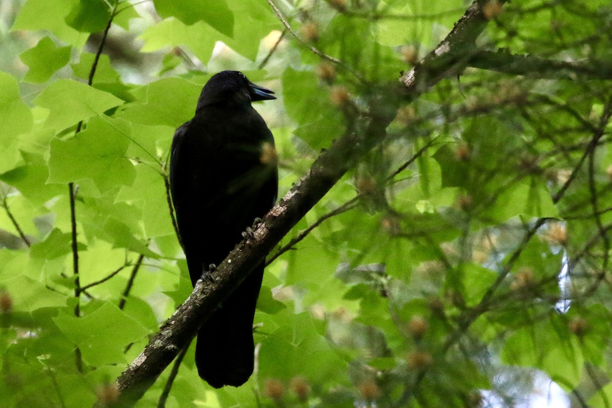 American Crow - ML241372701