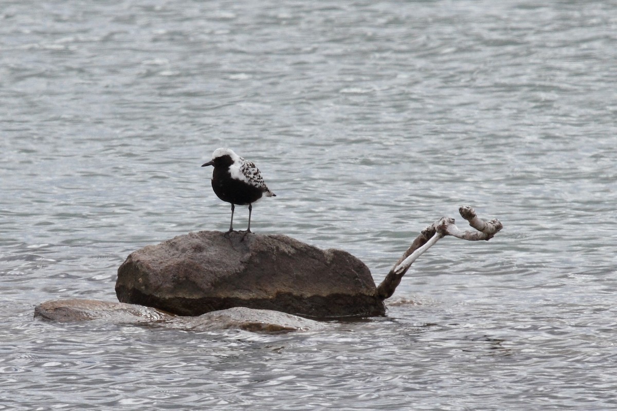 Black-bellied Plover - ML241372941